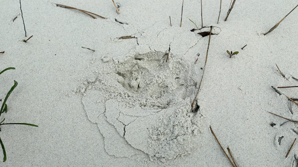Red wolf paw print on Saint Vincent Island.