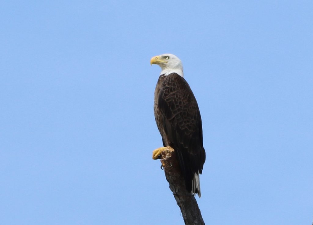 Bald eagle perched along the beach on St. Vincent Island.