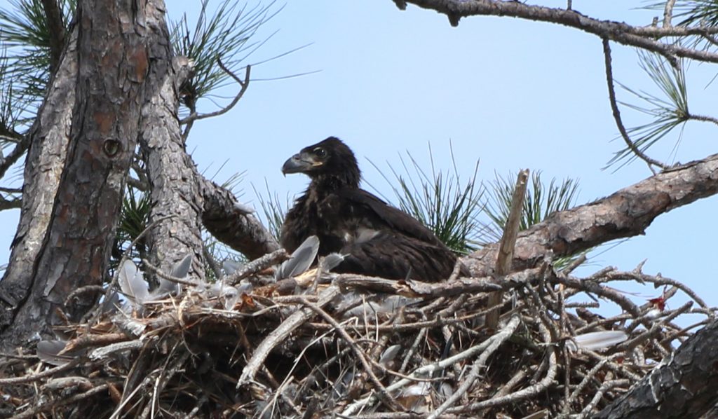 Eaglet in its nest.