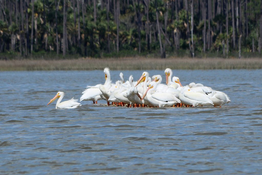 White pelicans form a small island in Indian Pass.