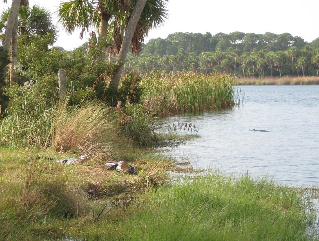 Freshwater pond in a St. Vincent Island swale.  Alligators sun in the grass and swim in the water.