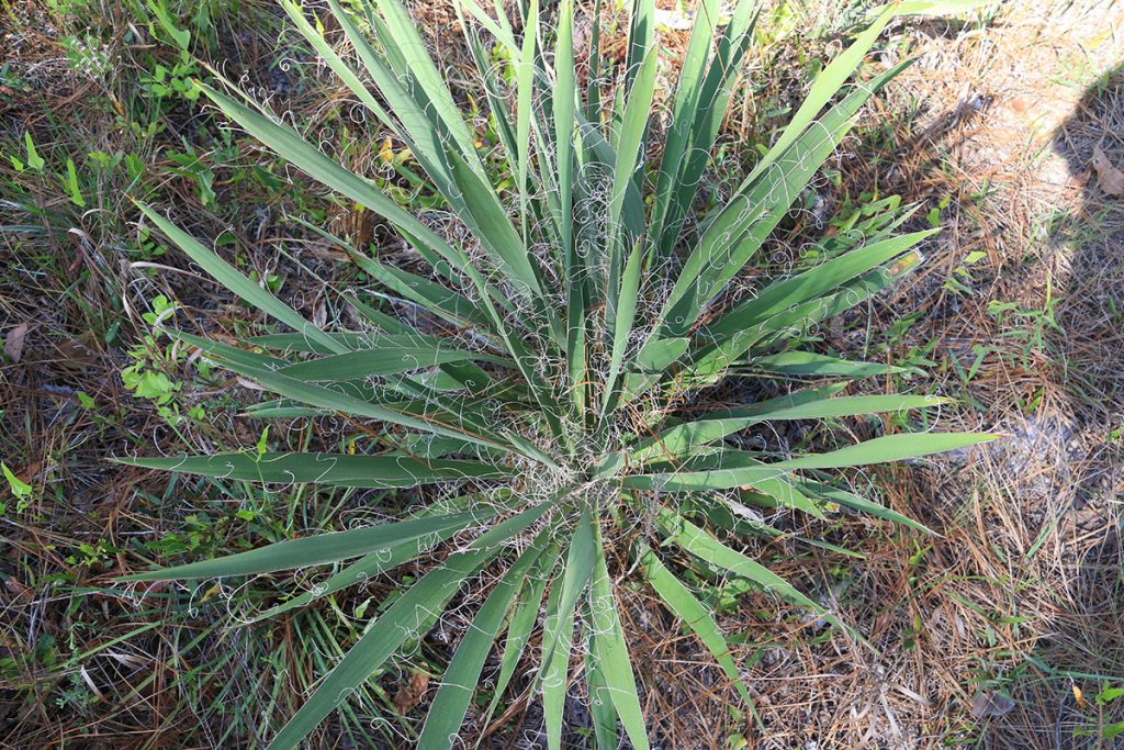 Yucca filementosa, a spikey leaved plant with fibers peeling from them.