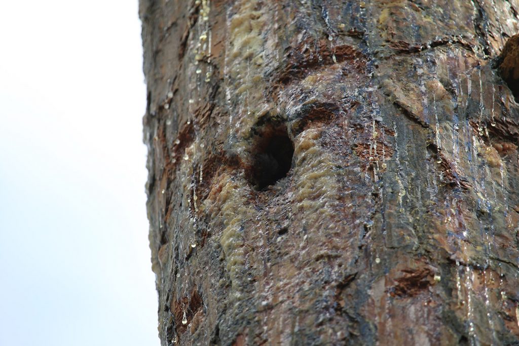 Red cockaded woodpecker cavity, with streaks of sap dripping down the trunk.
