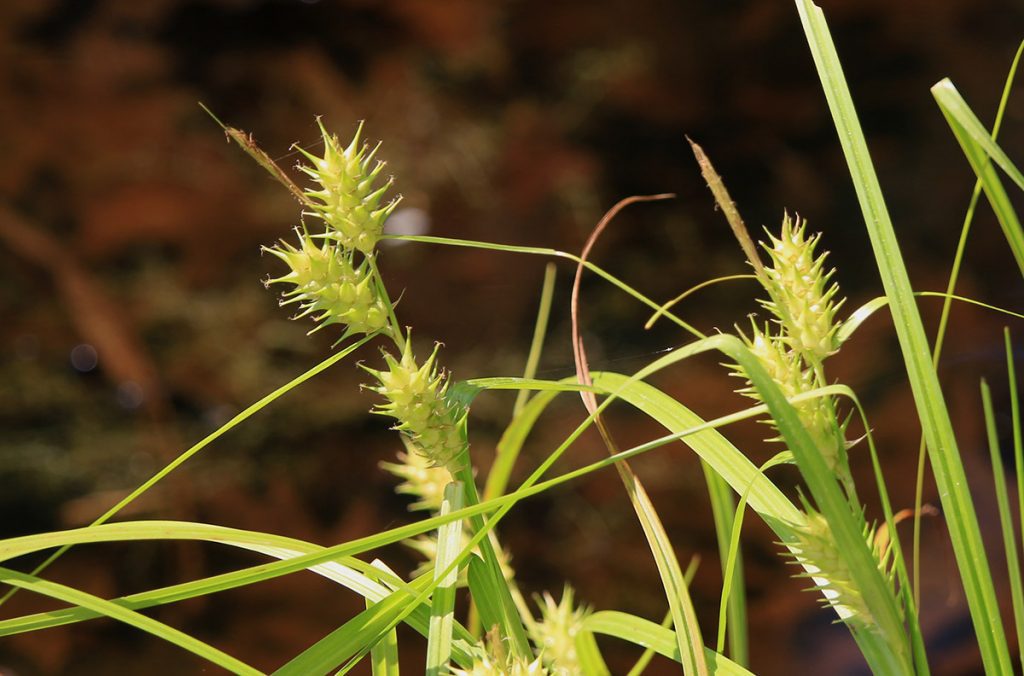 A sedge in the Carex genus, likely Carex lupuliformis