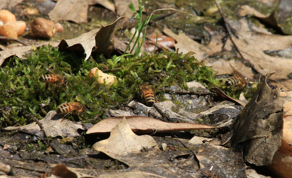 Multiple honeybees drink water from sphagnum moss at the edge of a pond.