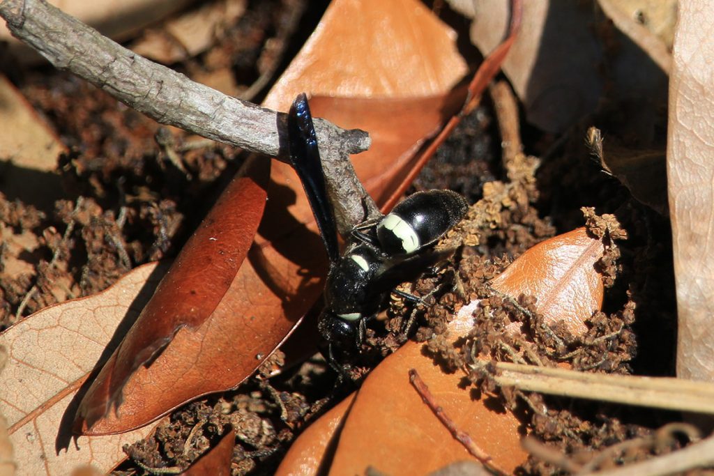 Four-toothed mason wasp searching in soil.