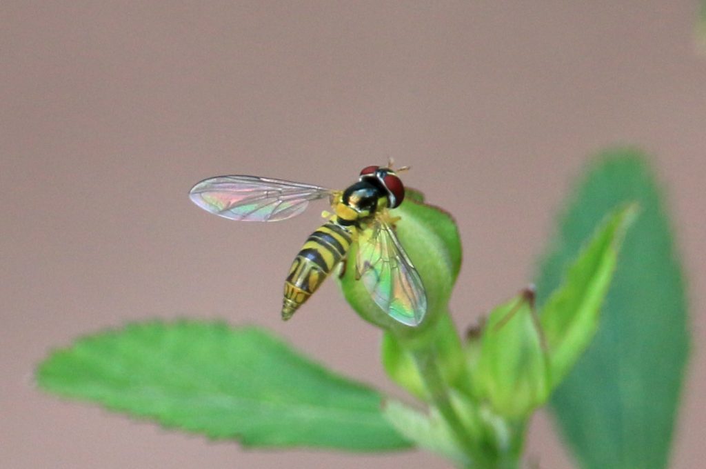 Oblique stripetail (Allograpta obliqua), a hoverfly species, on a fanpetal bud.
