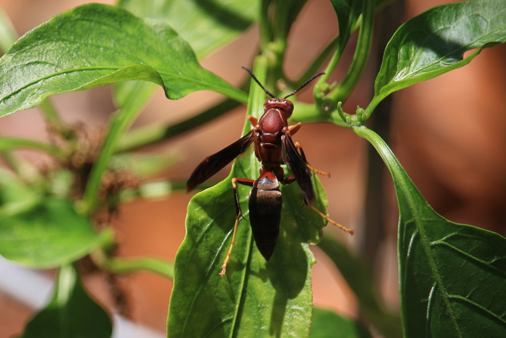Metric paper wasp (Polistes metricus) on pepper plant leaf.