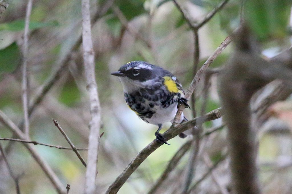 Yellow-rumped warbler in its summer breeding plumage.