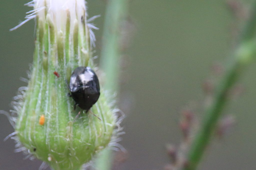 An ebony bug, likely in the Corimelaena genus.