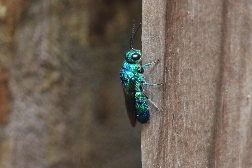 Chrysis smaragdula, a cuckoo wasp.
