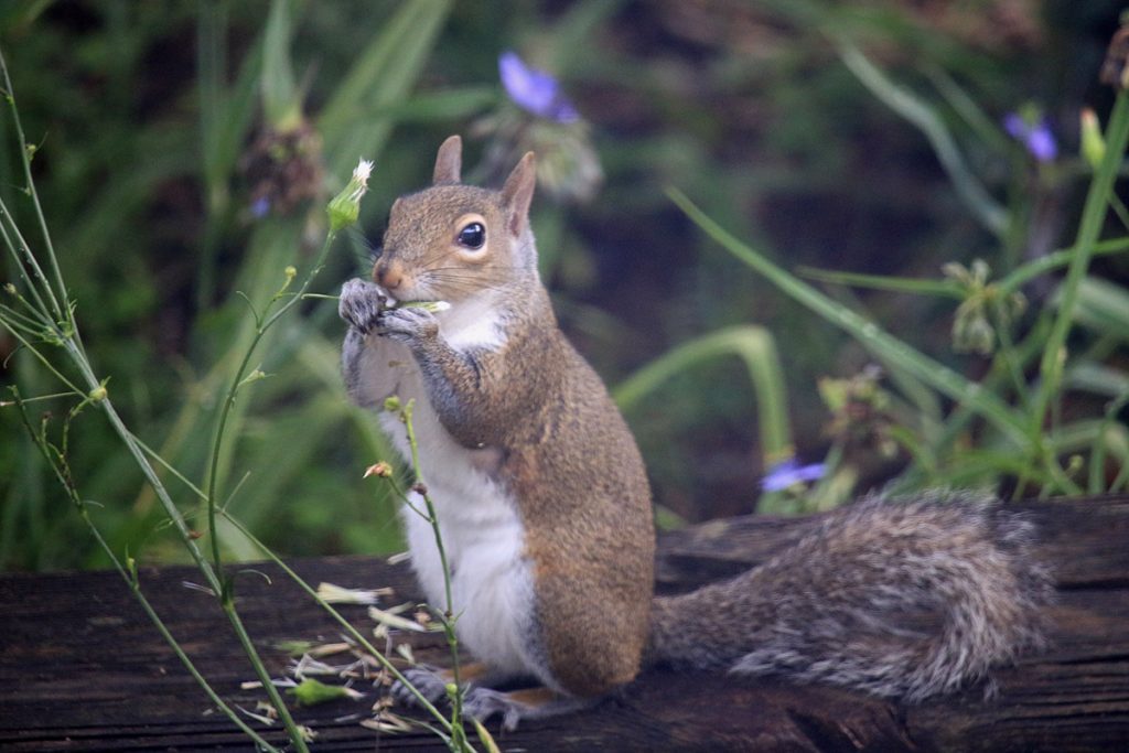 A squirrel eating smooth cat's ear flowers as they start to go to seed.