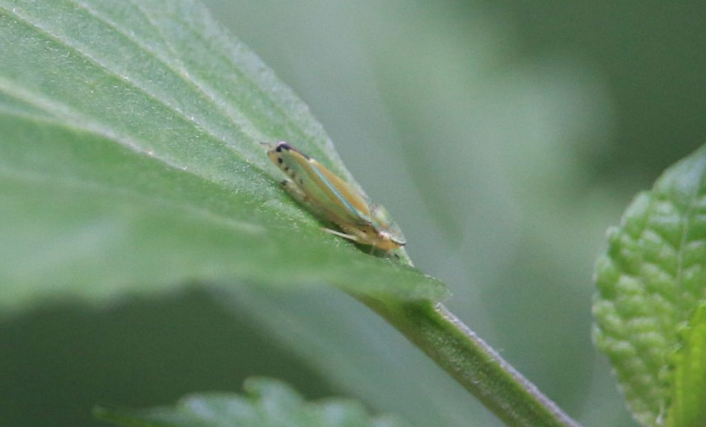 Versute sharpshooter (Graphocephala versuta), a leafhopper.