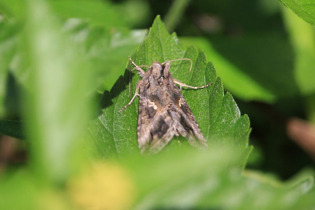 Likely a grey looper moth (Rachiplusia ou)