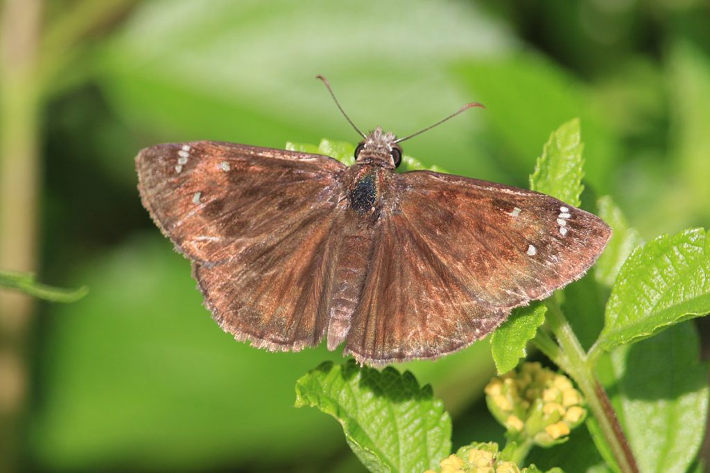 Horace's duskywing butterfly (Erynns horatius)