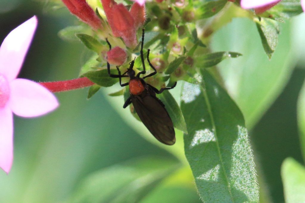 Common lovebug (Plecia nearctica) on pentas flower.