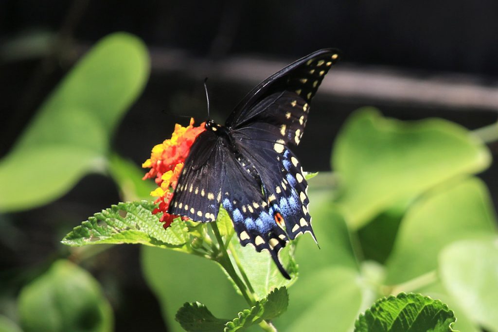 Spicebush swallowtail (Papilio troilus) on lantana, perhaps Texas lantana.