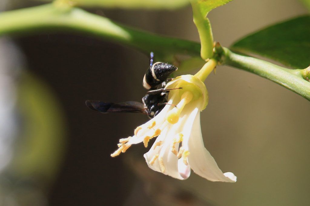 Four-toothed mason wasp on Meyer lemon flower.