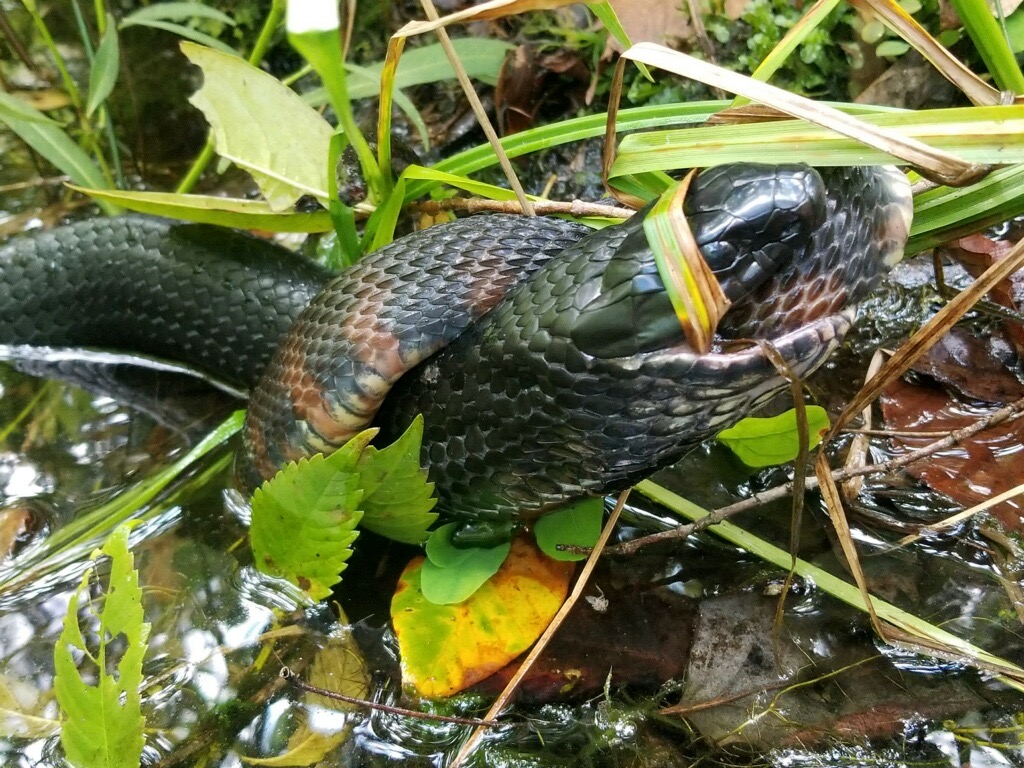 Indigo snake eats banded water snake in a steephead ravine. Image provided by The Nature Conservancy of Florida.