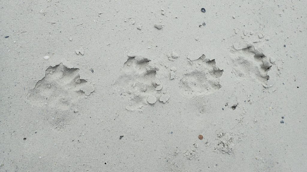 North American River otter tracks on a Saint Vincent Island beach.