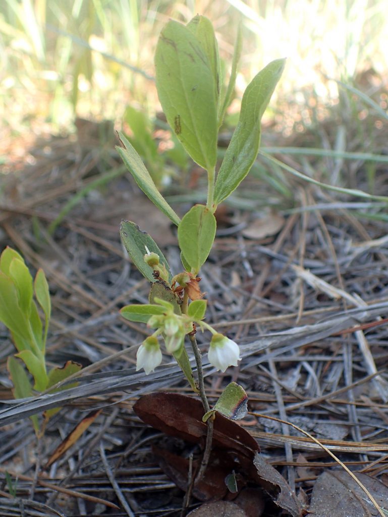 Dwarf huckleberry (Gaylussacia dumosa)