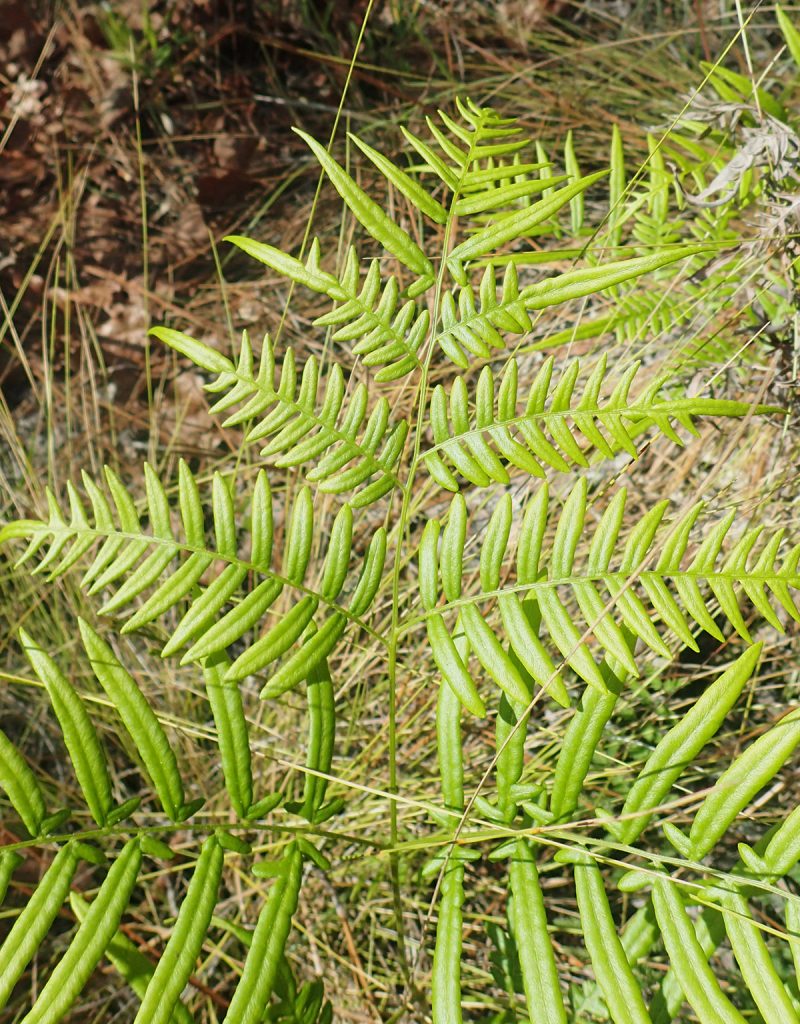 Tailed bracken fern (Pteridium aquilinum var. pseudocaudatum)
