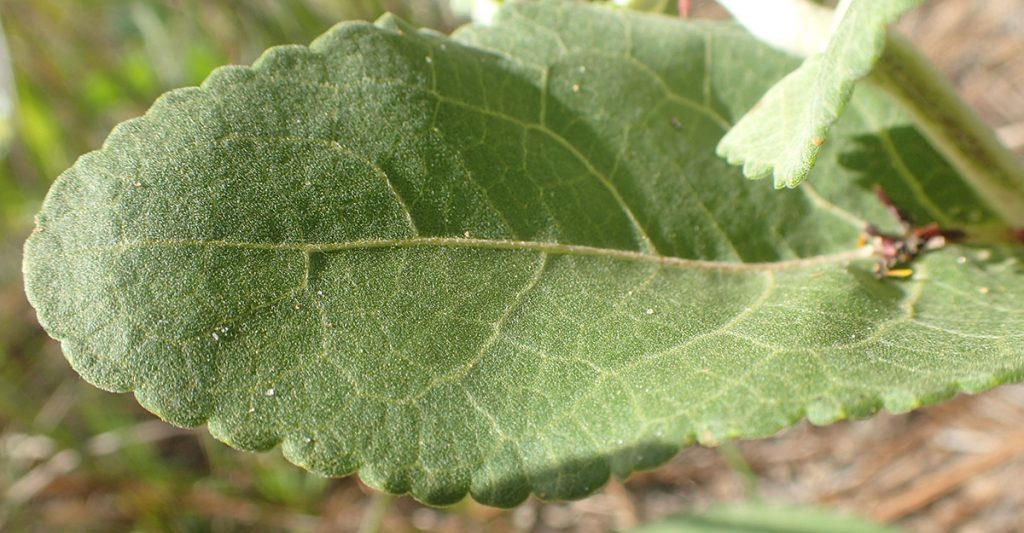 Soft Greeneyes (Berlandiera pumila),closeup on leaves.