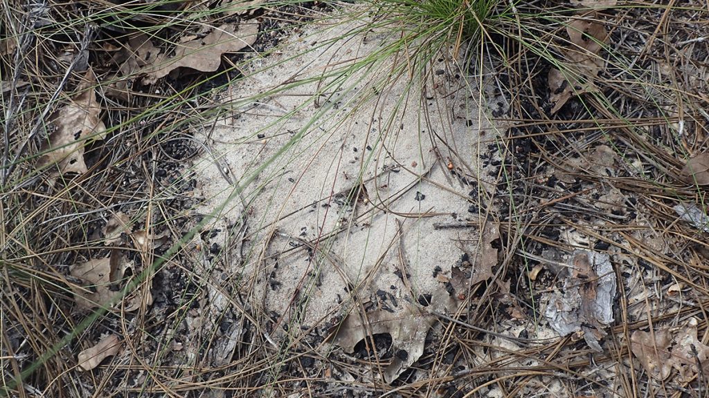 Florida harvester ant (Pogonomyrmex badius) nest.