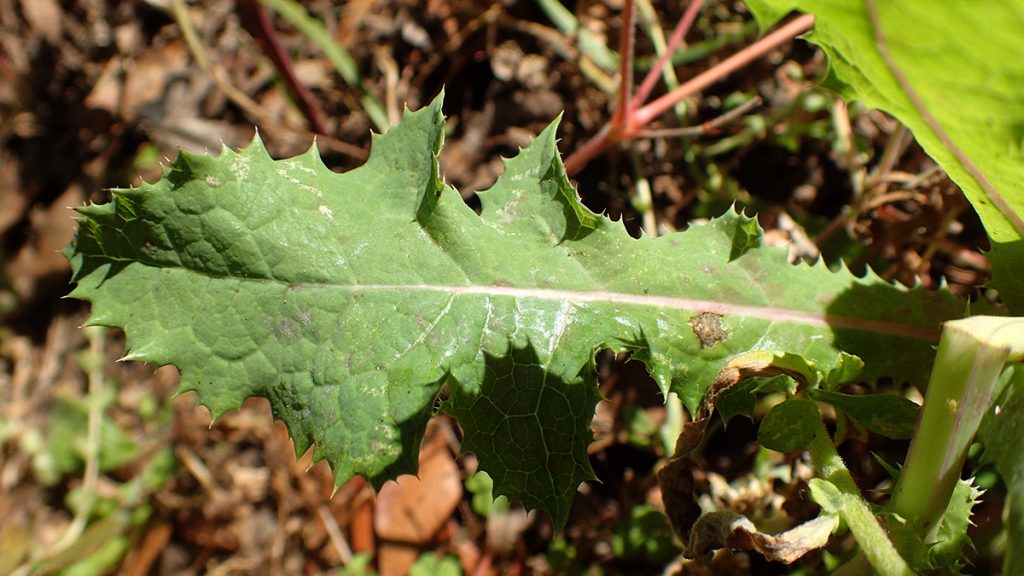 Sow thistle leaf.