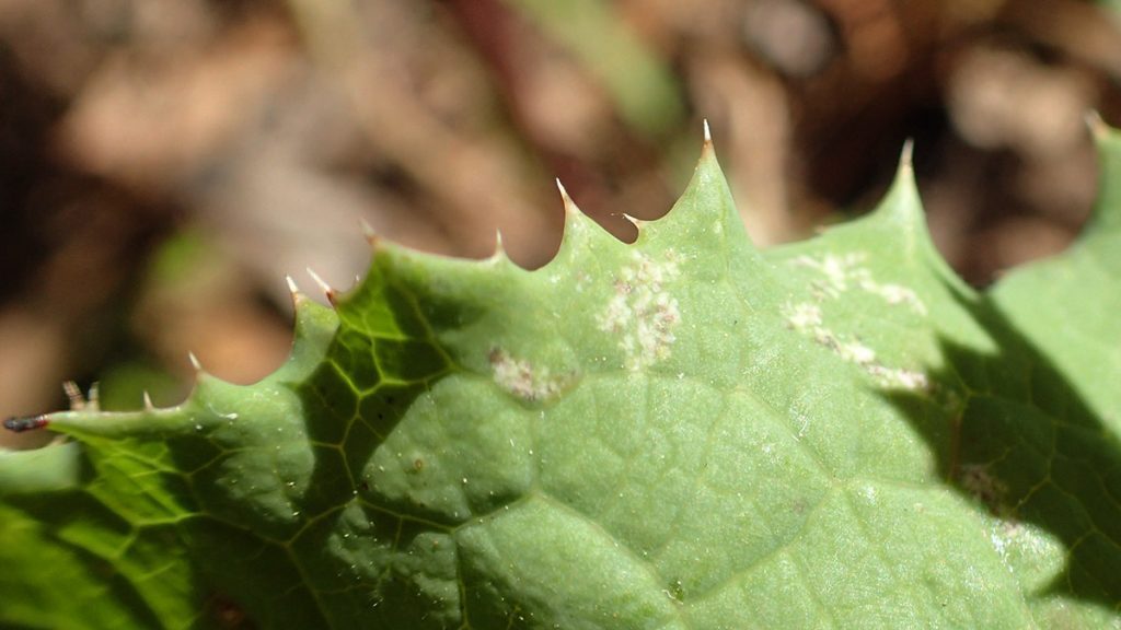 Sow thistle leaf closeup showing a spiky edge