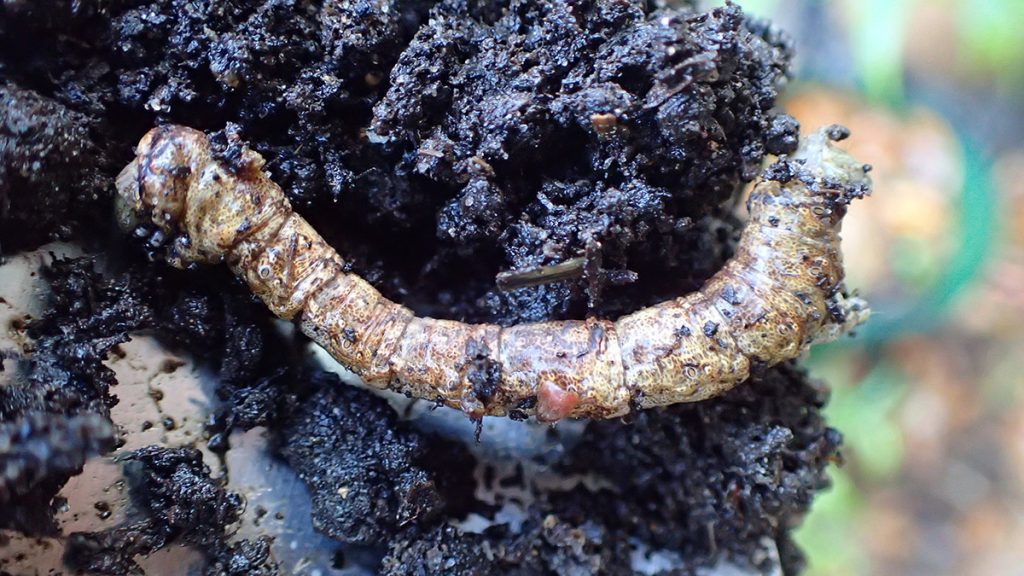 An oak beauty moth (Phaeoura quernaria) caterpillar found in a compost bucket.
