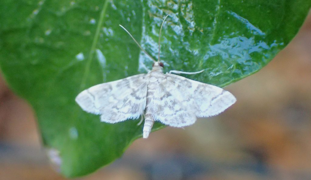 Small white moth.