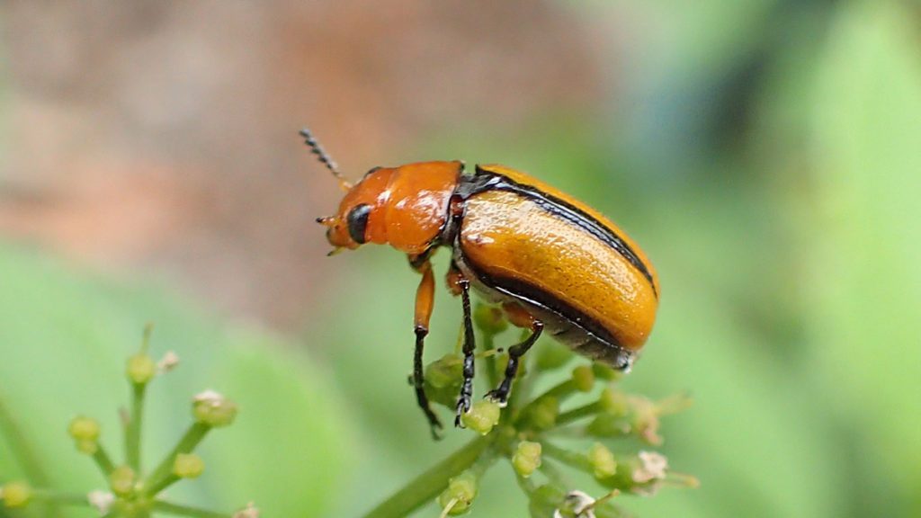 Clay-colored leaf beetle (Anomoea laticlavia) on golden Alexander flowers.
