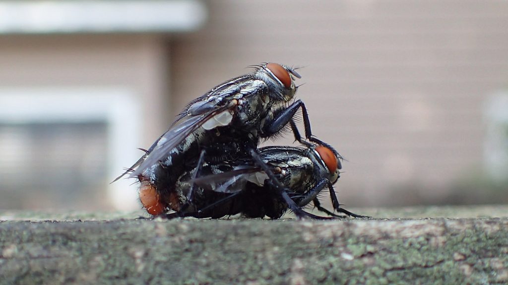 Not sure, but possibly two flesh flies (Sarcophaga carnaria), mating.