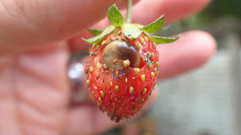 A small alpine strawberry with a snail embedded in it.