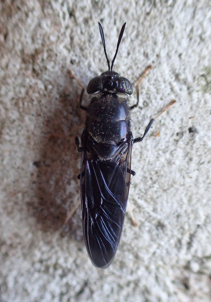 Black soldier fly (Hermetia illucens).