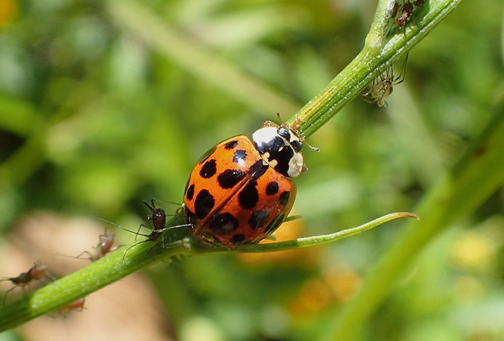 Asian lady beetle eats aphid on smooth cat's ear flower stem.