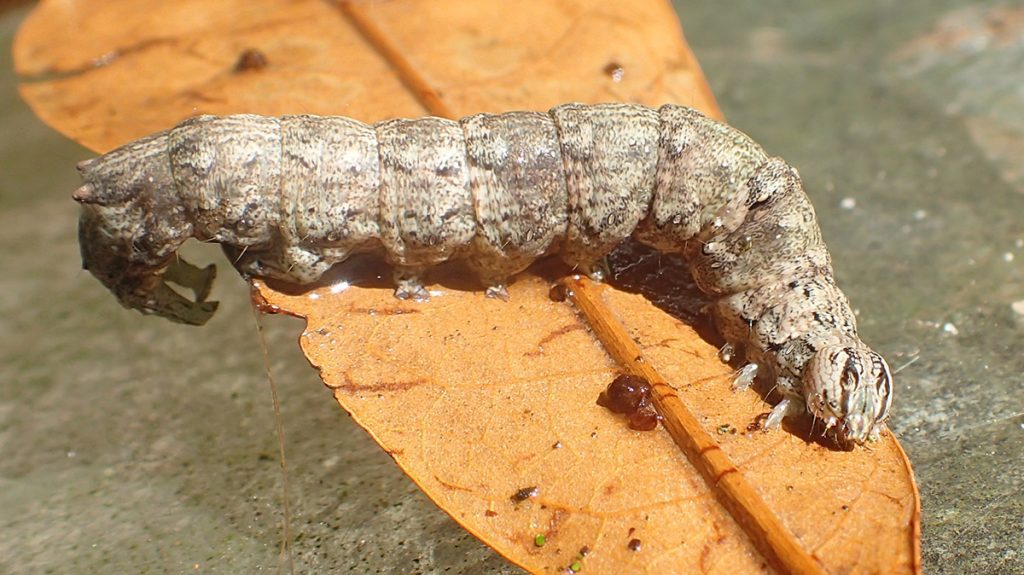 Ilia underwing caterpillar (Catocala ilia) found in leaf litter.