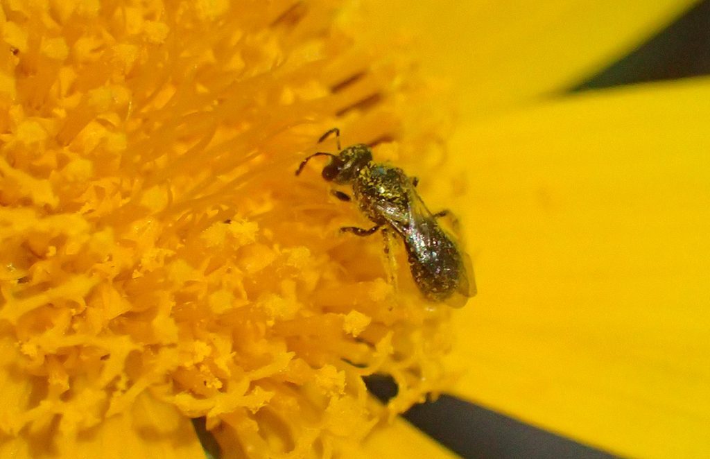 A small metallic sweat bee on coreopsis.