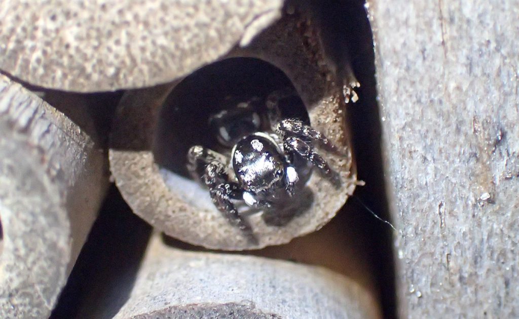 A twin flagged jumping spider hides in a bee nest tube.