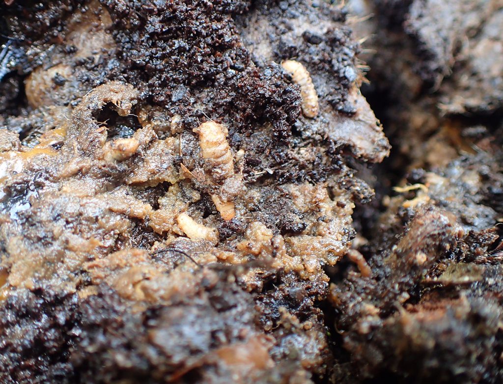 Insect larvae eat through compost.