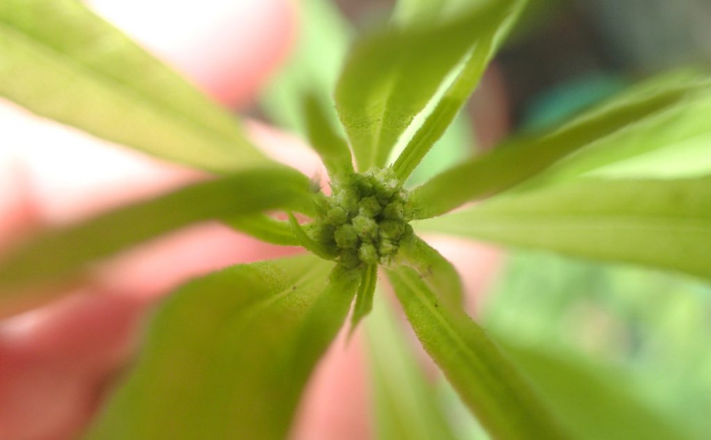 Ironweed flower buds.
