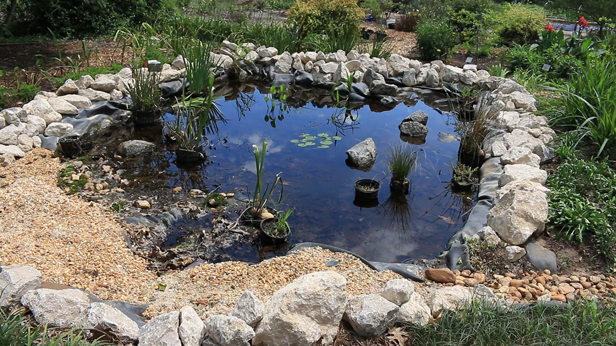 Making a Wildlife Pond in Your North Florida Backyard | The WFSU Ecology Blog