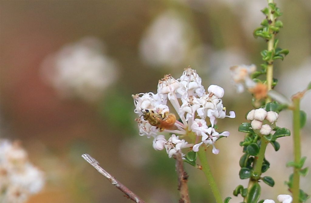 Small bee pollinating littleleaf buckbrush flowers.