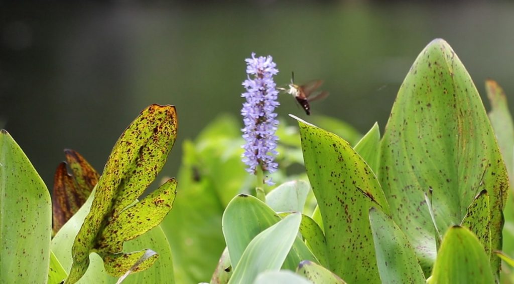 Hummingbird hawk moth nectars on a purple pickerelweed flower along the Wacissa River.