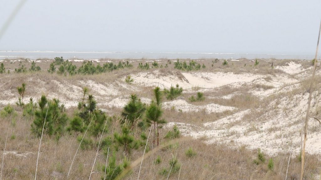 A dune field on Saint Vincent Island, 2017.
