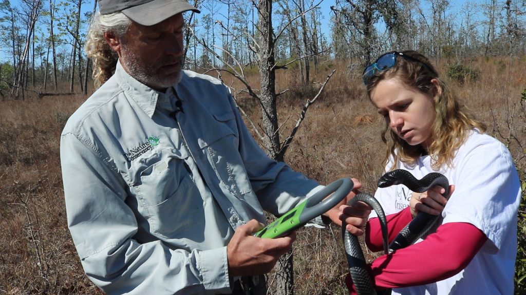 David Printiss uses a PIT tag reader to identify an indigo snake he just captured. His daughter, Genevieve, holds the snake.