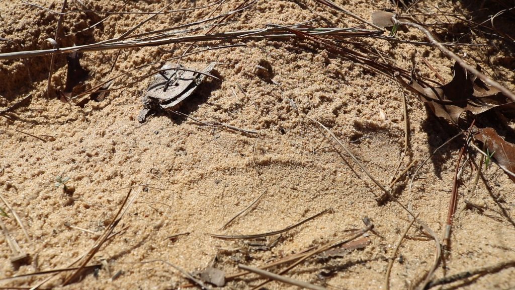 A slight imprint in the sand in front of a gopher tortoise burrow hints that a snake is nearby.