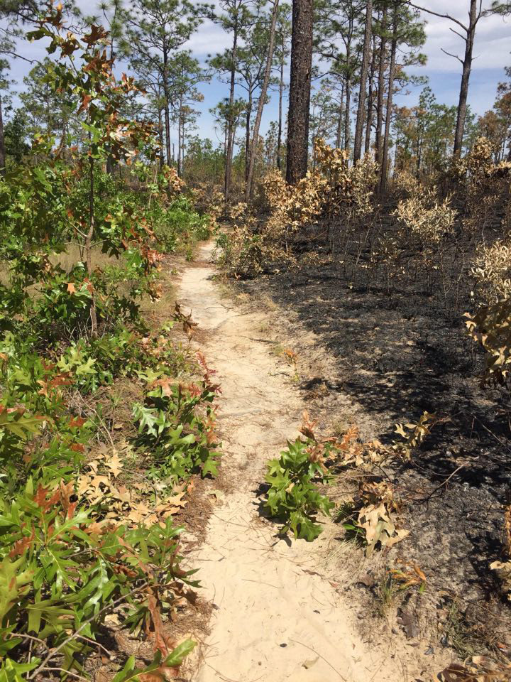 Recently burned sandhills habitat across the trail from unburned habitat.