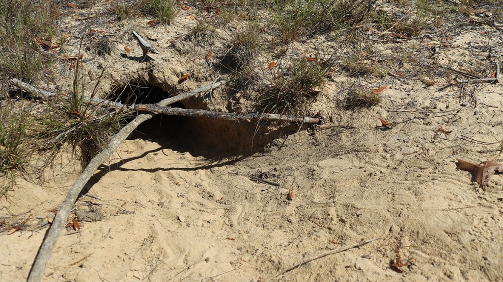 Gopher tortoise burrow just off trail.